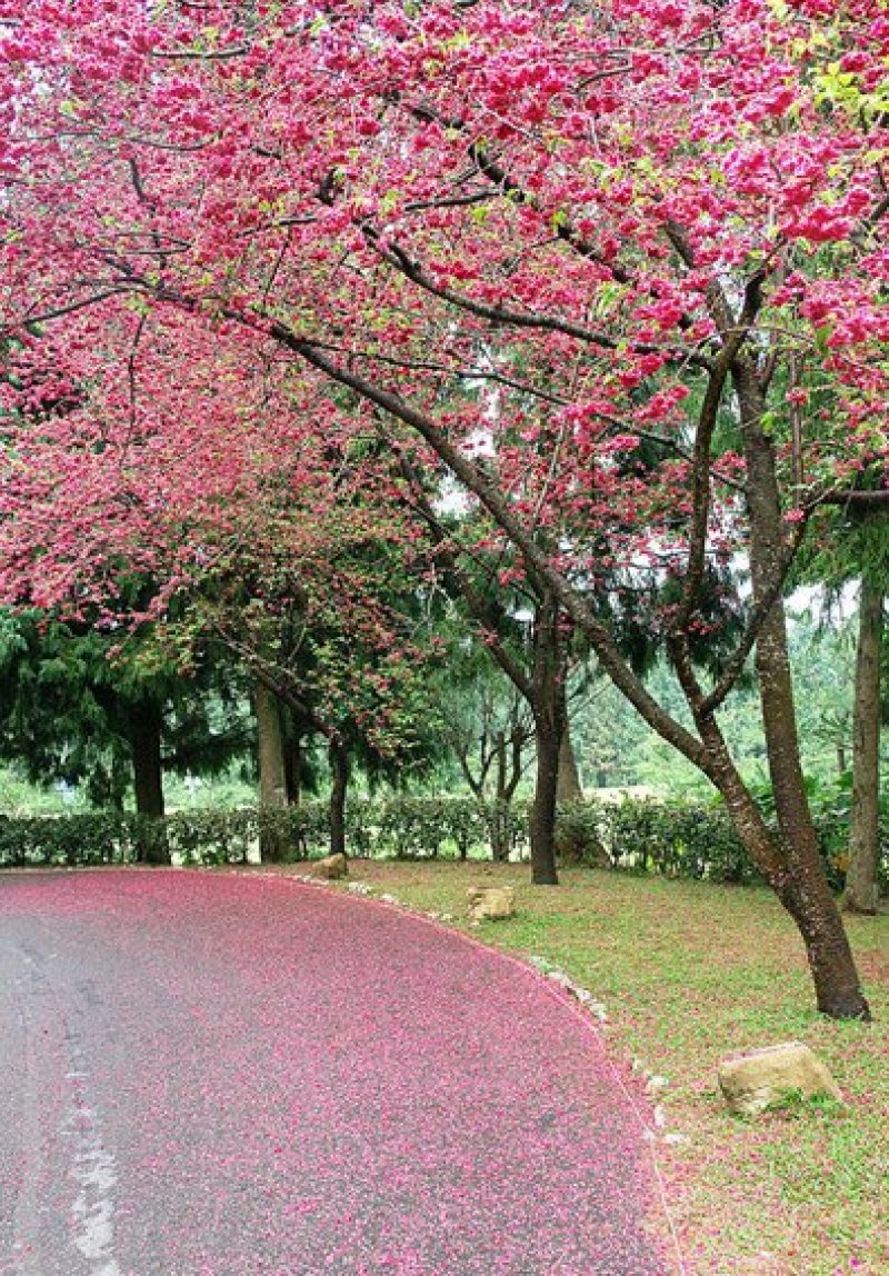 台湾樱花