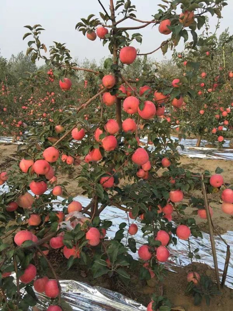 苹果树果苗烟富10号红富士苹果苗南北方种植乔化矮化