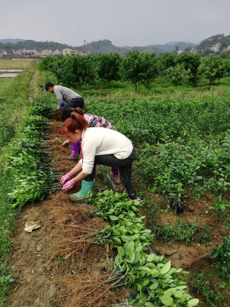 091无核沃柑可视频看货支持线上交易产地直销