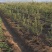 苹果树果苗烟富10号红富士苹果苗南北方种植乔化矮化