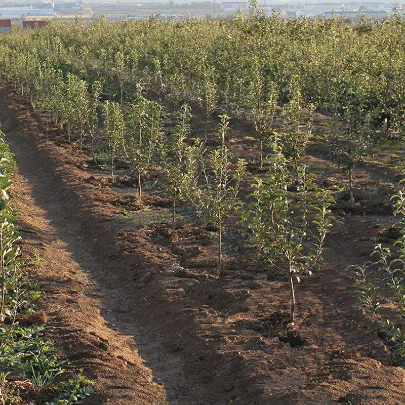 苹果树果苗烟富10号红富士苹果苗南北方种植乔化矮化