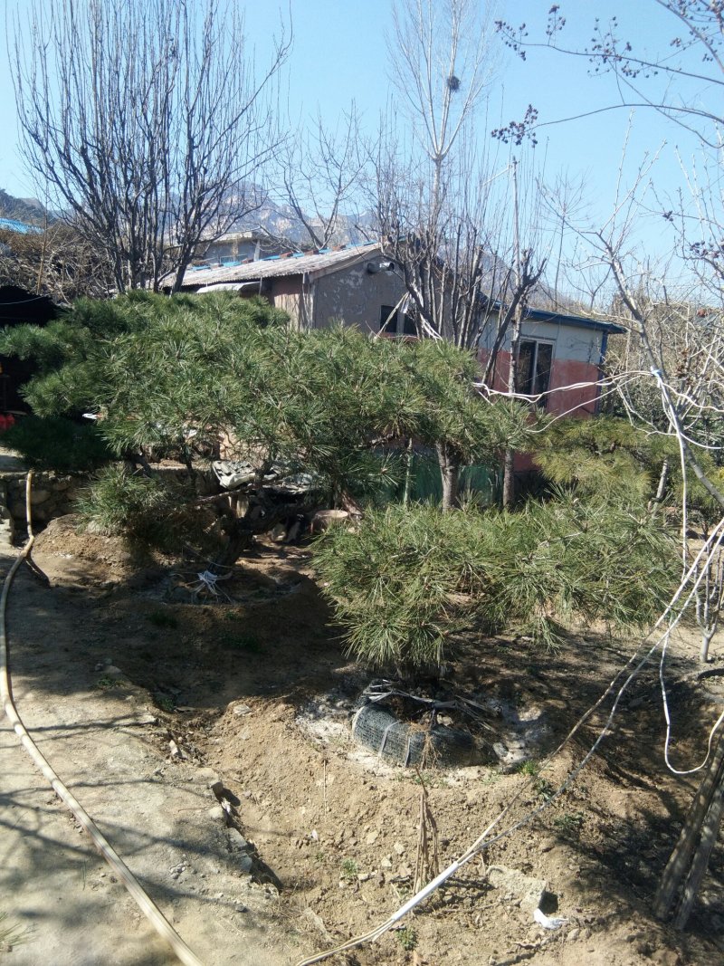 造型松