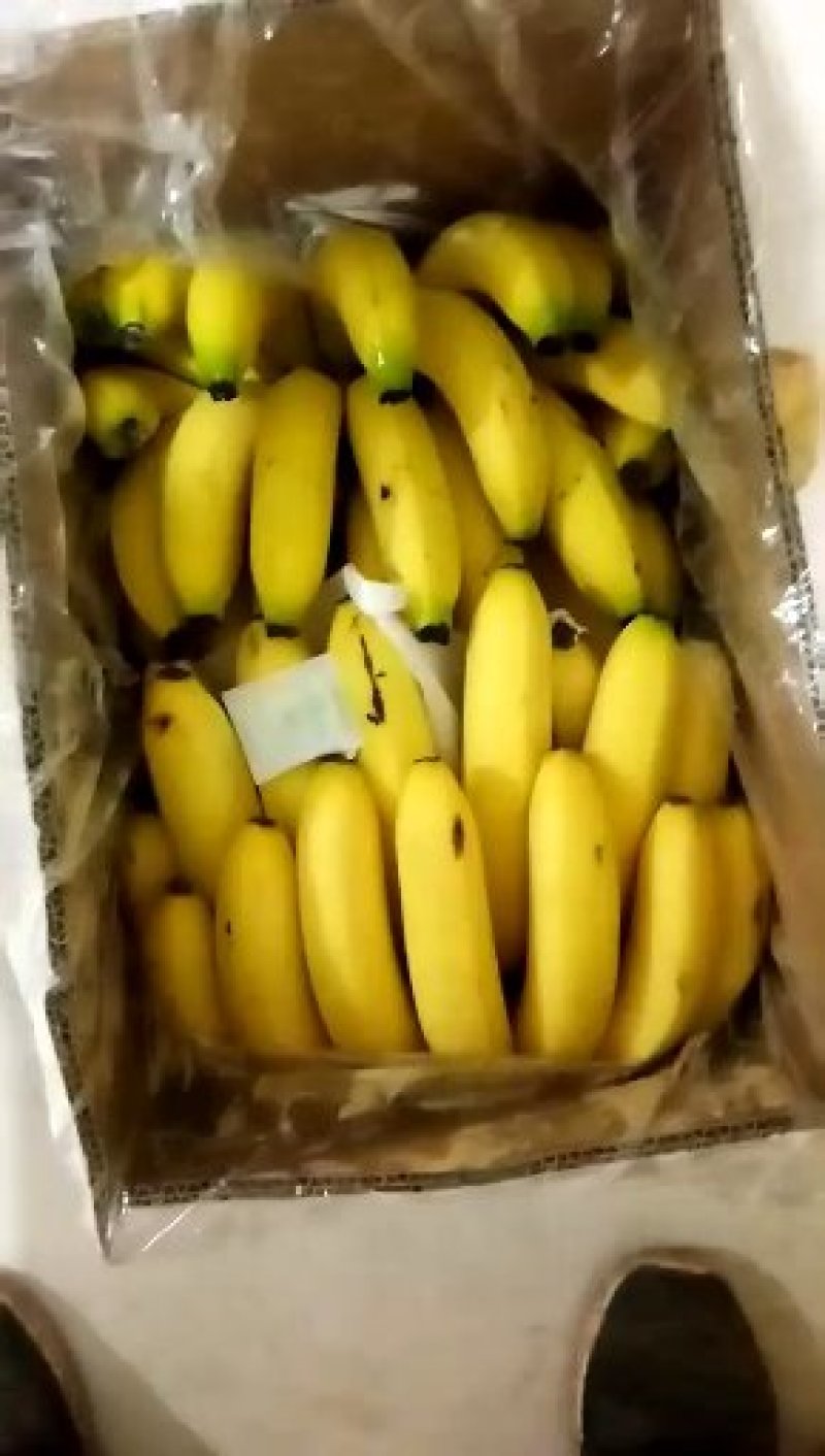 香蕉货量充足全年供应，青二黄大黄有货