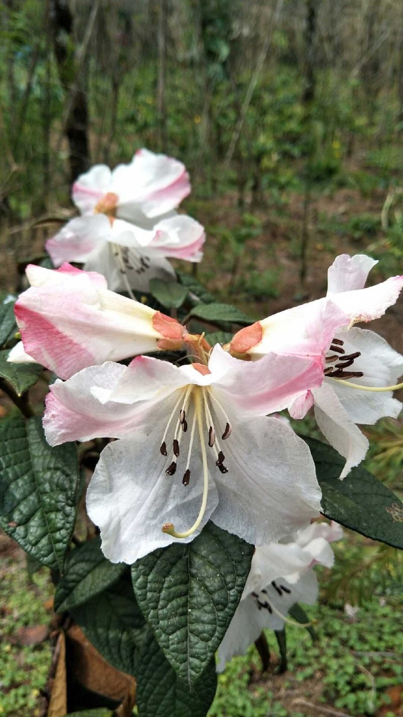 高山白杜鹃树苗