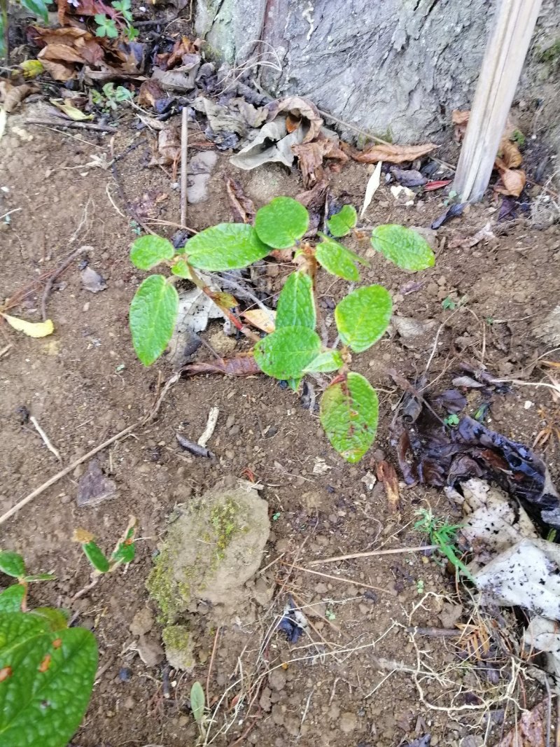 高山白杜鹃树苗