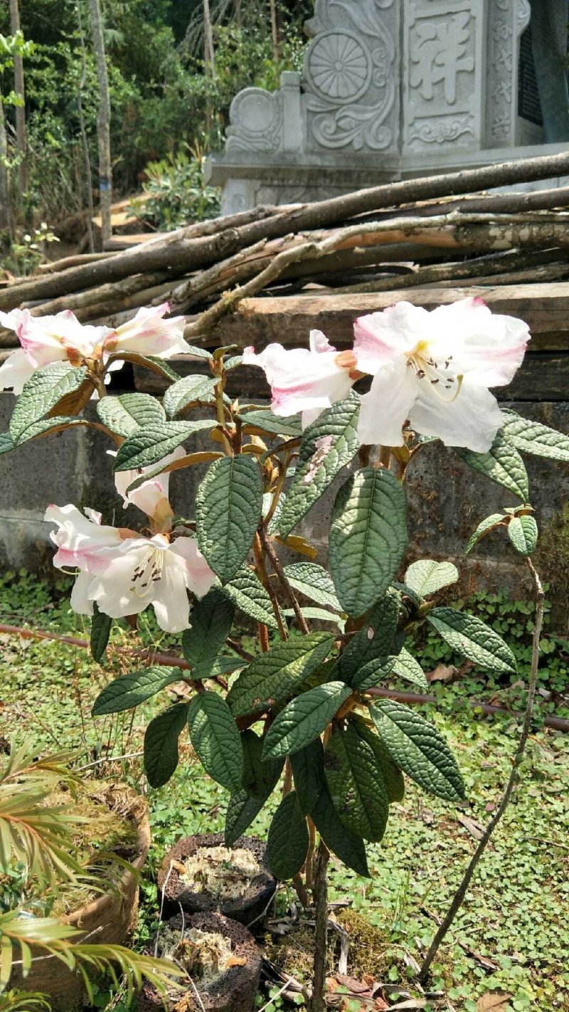 高山白杜鹃树苗