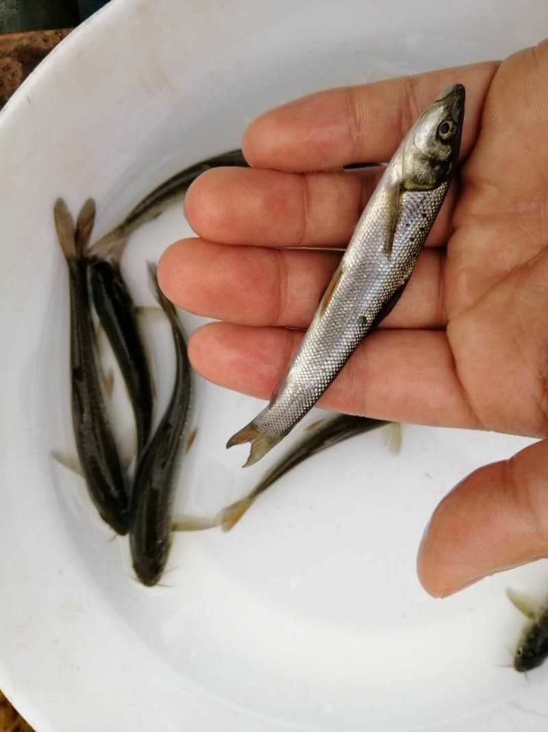 银鳕鱼苗大鳞耙鱼苗肉质鲜美耐运输易捕捉