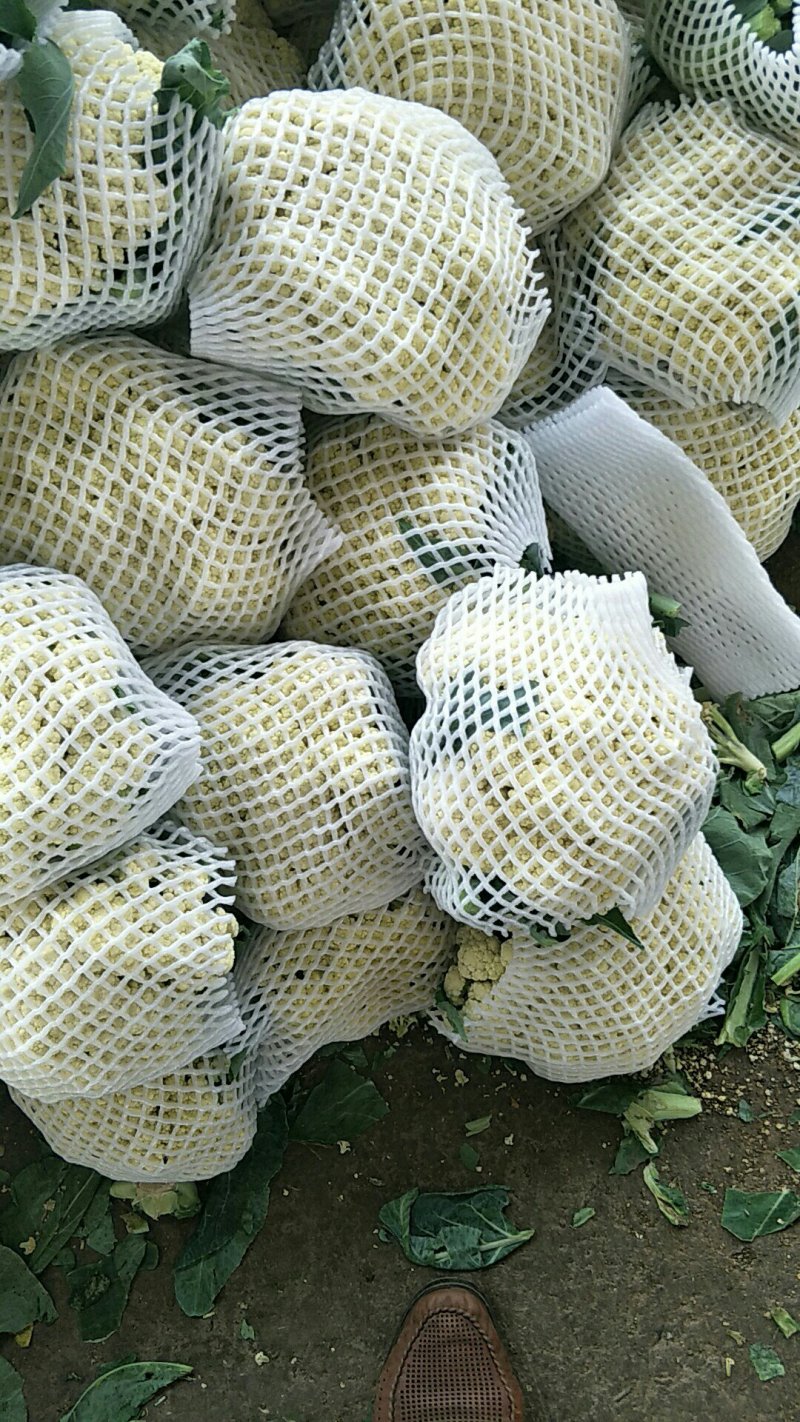 白面青梗松花菜，河北唐山市