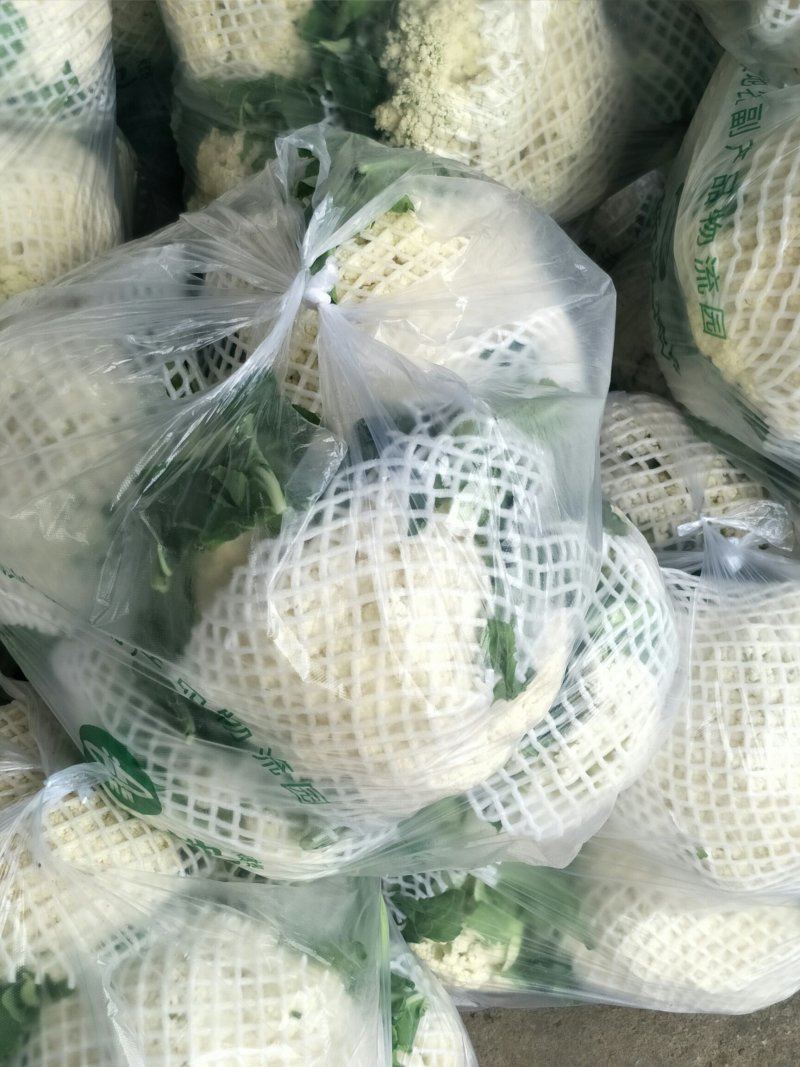 白面青梗松花菜，河北唐山市