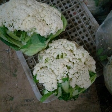 白面青梗有机散花，河北唐山市滦南县大量供应