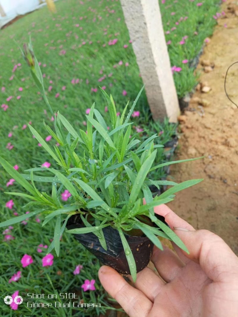 营养杯双色盆多规格欧石竹种植基地。绿化工程用苗花海打造