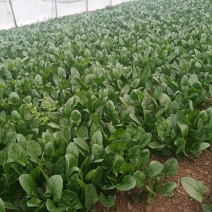 菠菜，各种蔬菜大量上市