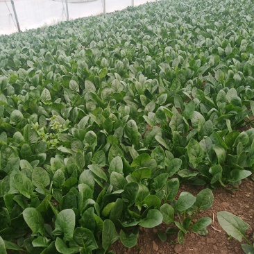 菠菜，各种蔬菜大量上市