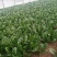 菠菜，各种蔬菜大量上市