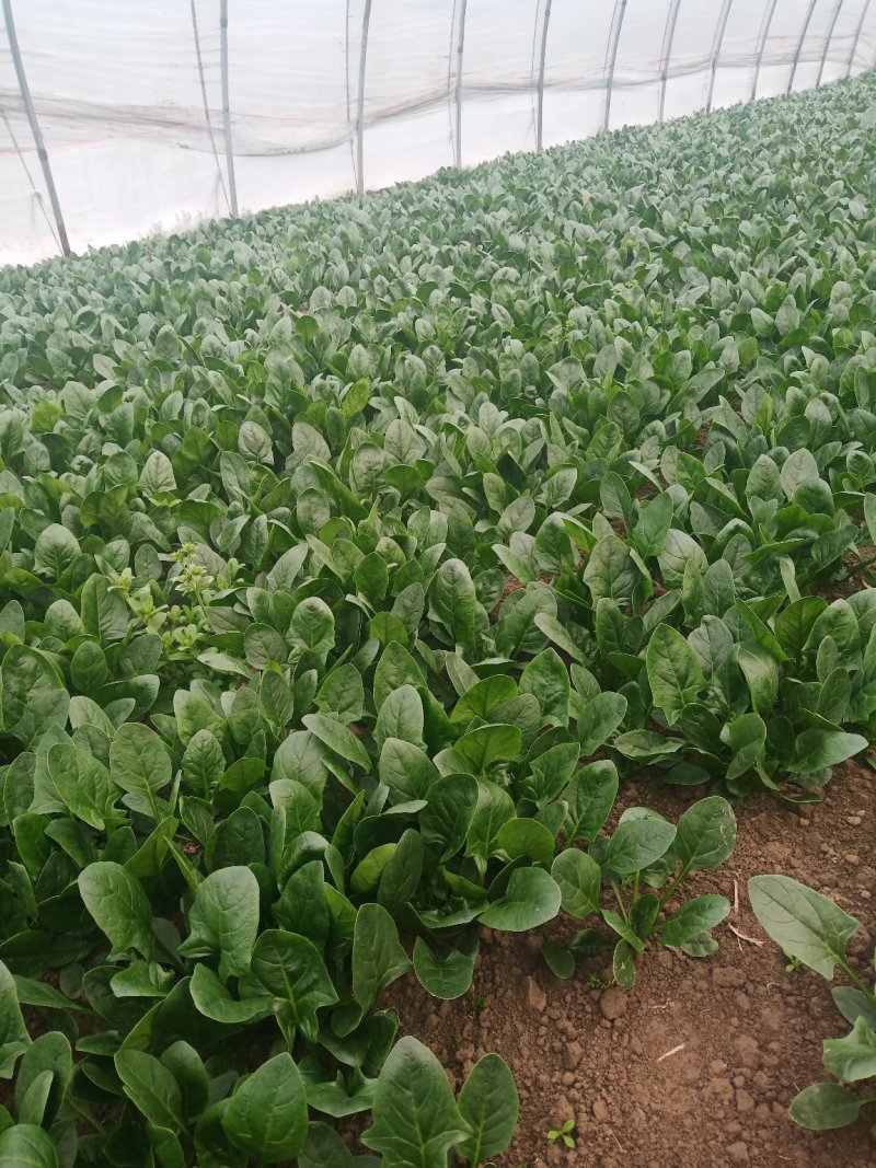 菠菜，各种蔬菜大量上市