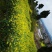 野生蜂蜜