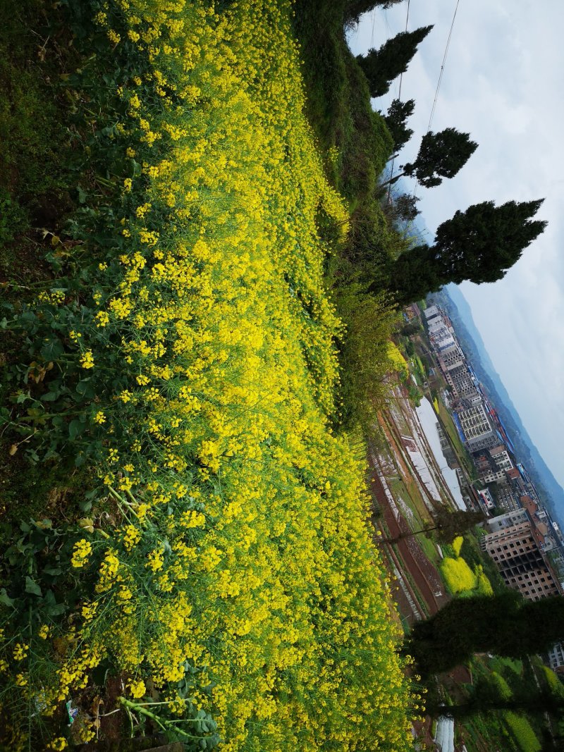 野生蜂蜜
