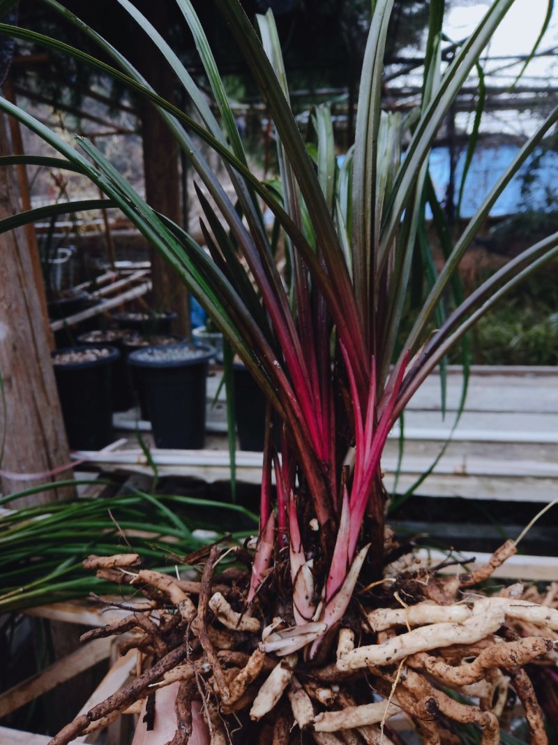 蕙兰红香妃特红下山草