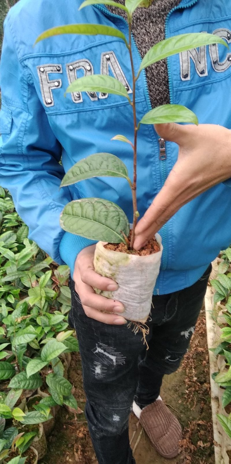 金花茶树苗
