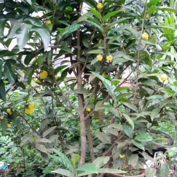 金花茶树苗