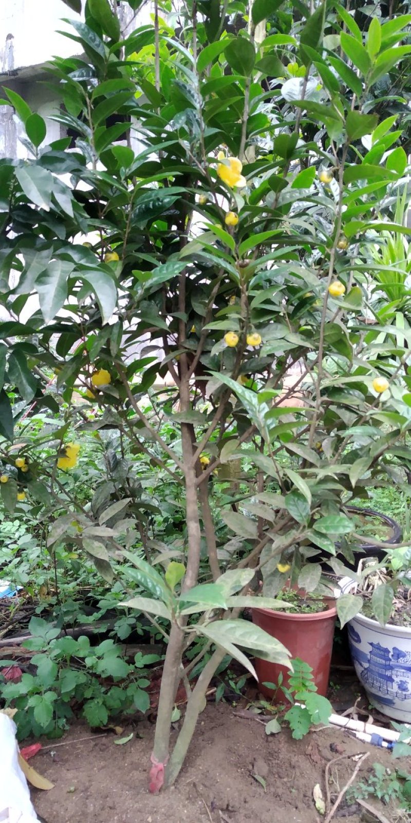 金花茶树苗