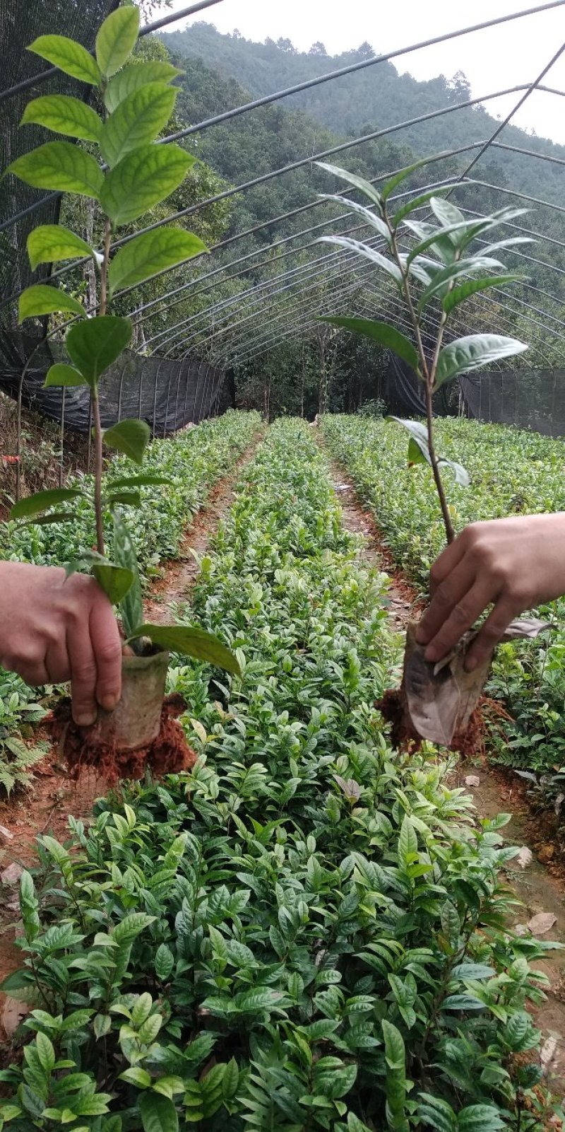 金花茶树苗