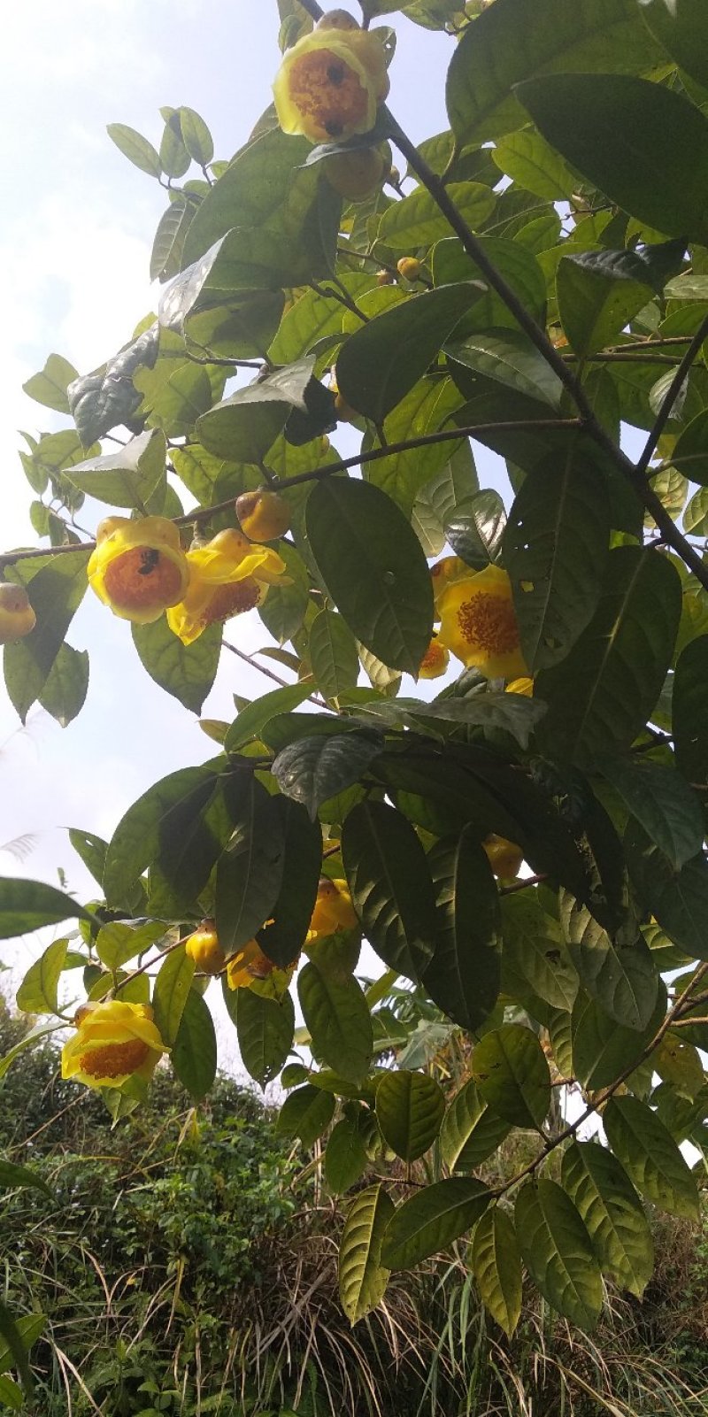 金花茶树苗