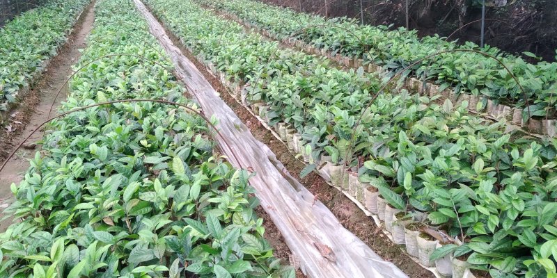 金花茶树苗