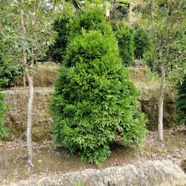 竹柏
