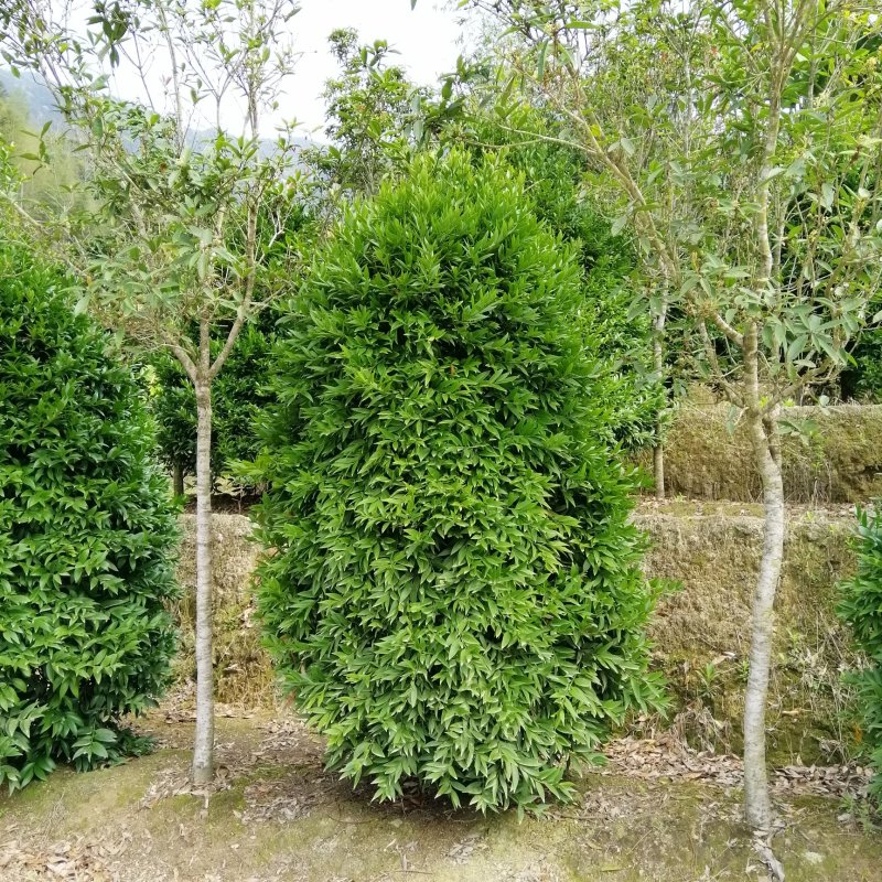 竹柏