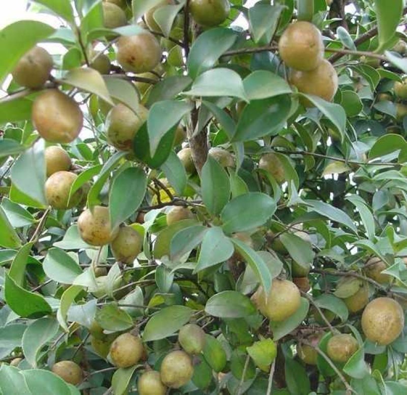 山茶油高端山茶油纯正山茶油（全国包邮）
