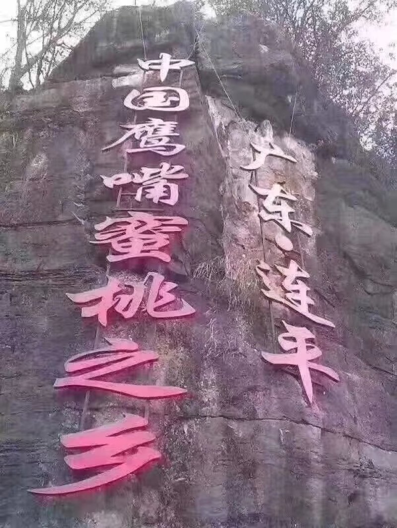 2年苗广东省连平鹰嘴桃之乡基地发货免费种植技术指导