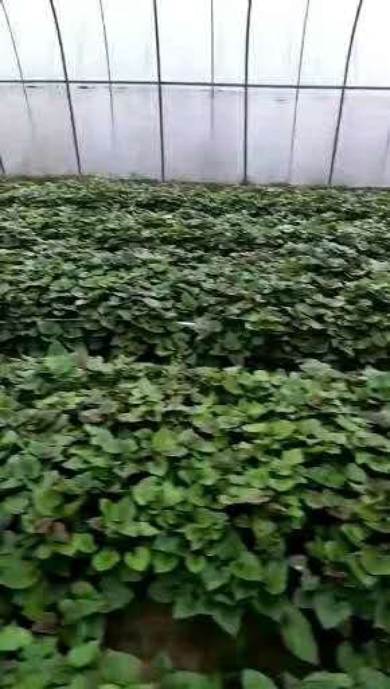 龙薯九，商薯19,西瓜红，