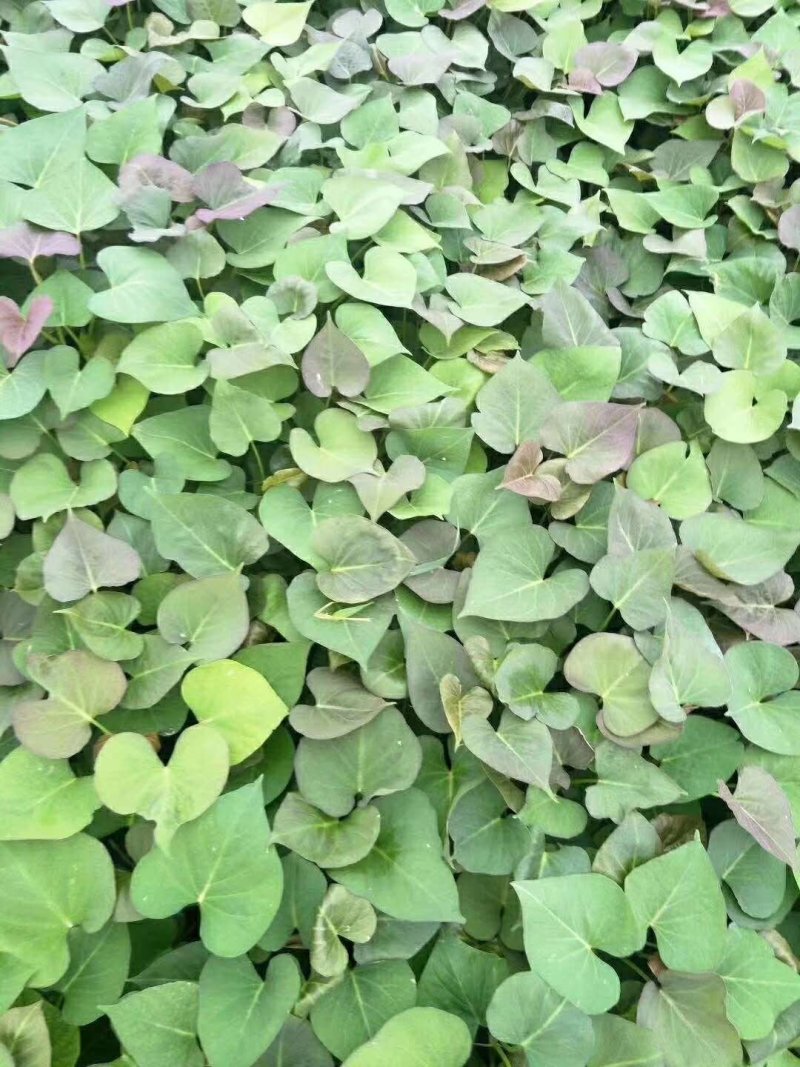 龙薯九，商薯19,西瓜红，