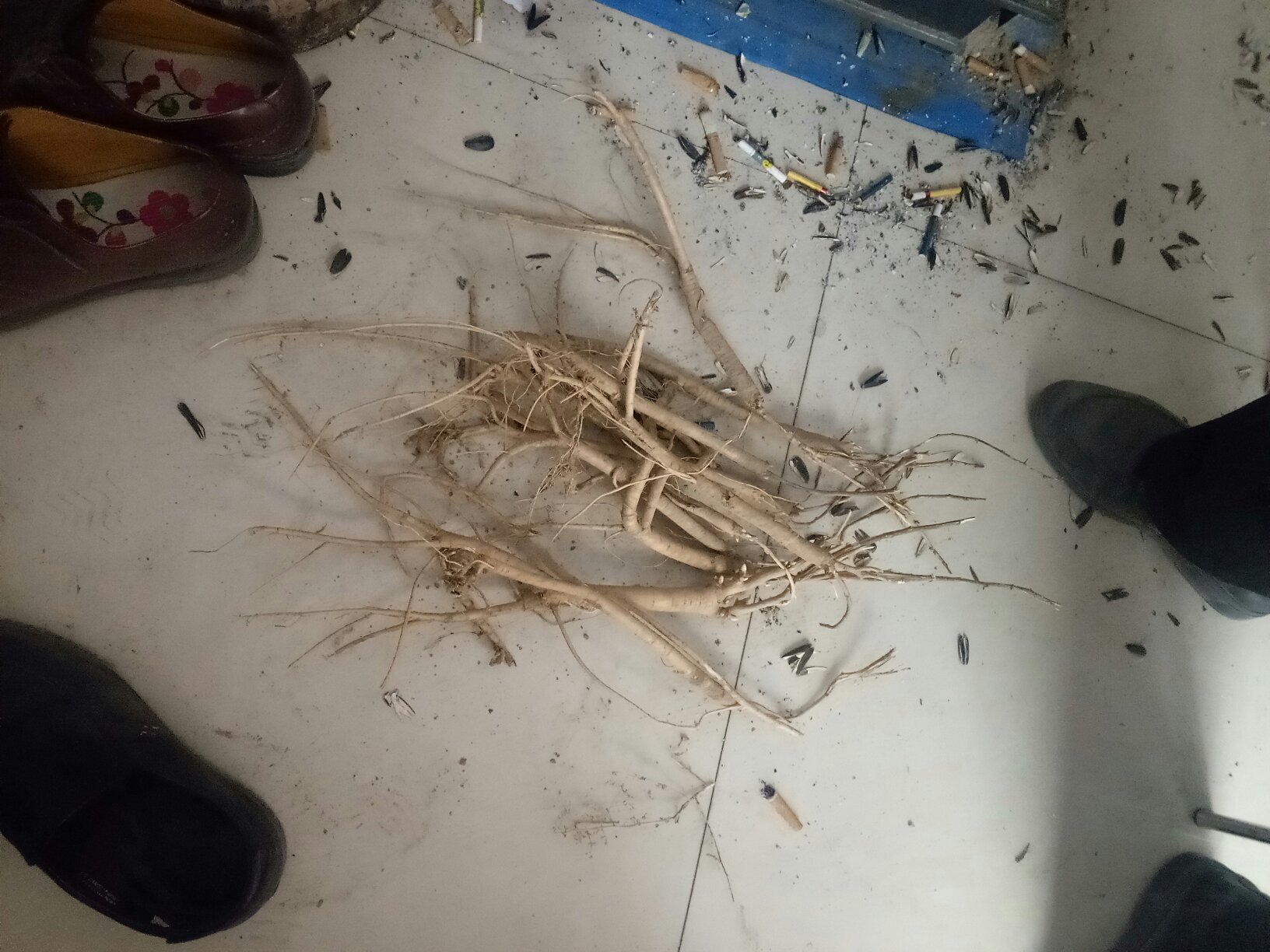 黄芩根部药材图