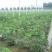 无花果鲜果新鲜无花果波姬红量大稳定的联系