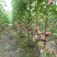 无花果鲜果新鲜无花果波姬红量大稳定的联系
