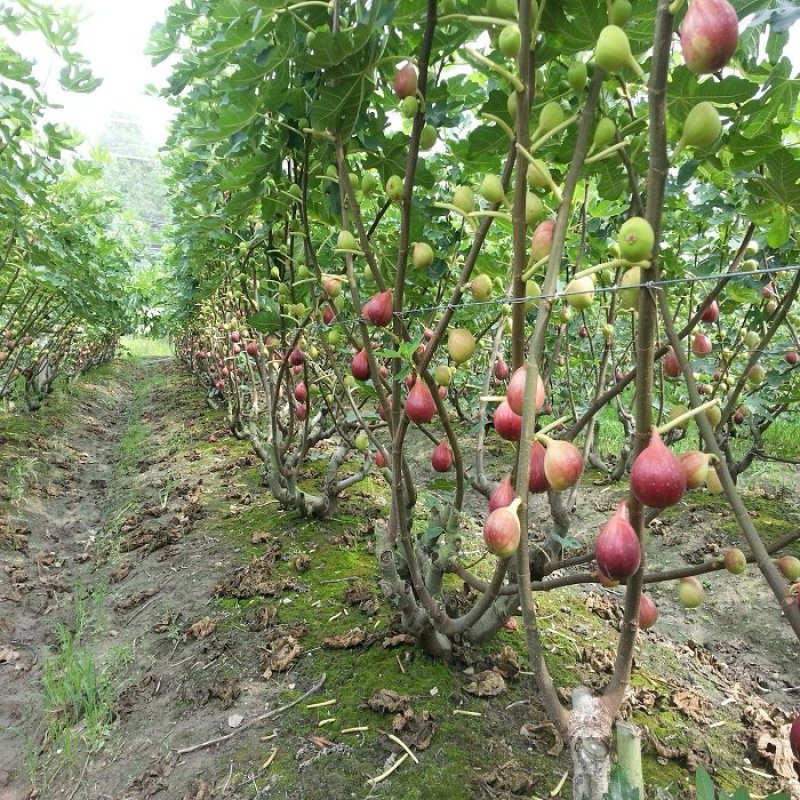 无花果鲜果新鲜无花果波姬红量大稳定的联系