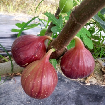 无花果鲜果新鲜无花果波姬红量大稳定的联系