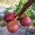 无花果鲜果新鲜无花果波姬红量大稳定的联系