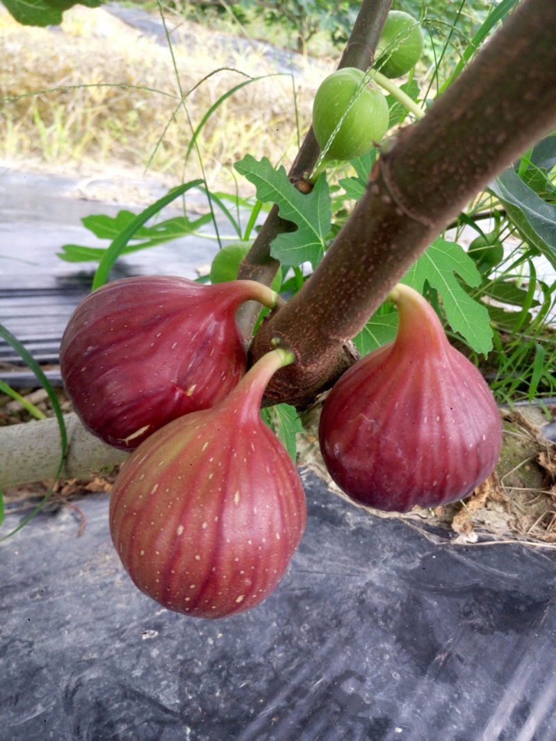 无花果鲜果新鲜无花果波姬红量大稳定的联系