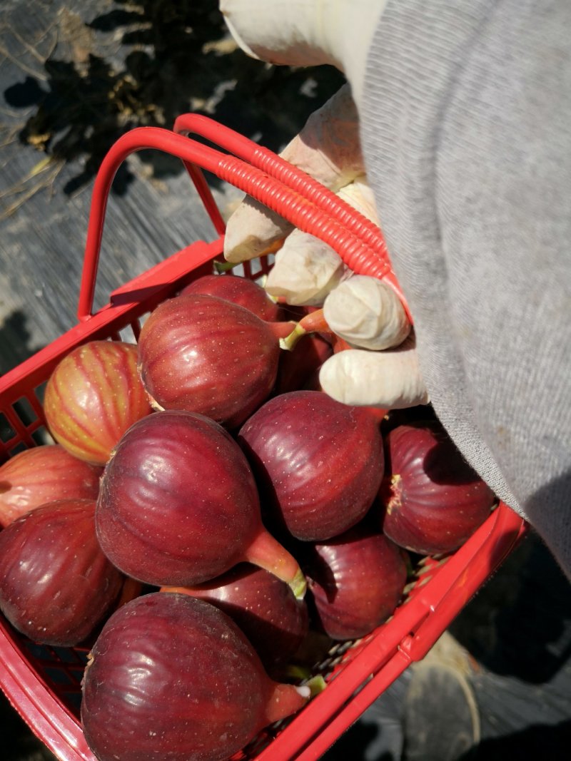 无花果鲜果新鲜无花果波姬红量大稳定的联系
