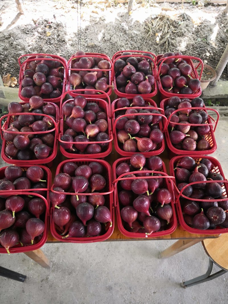 无花果鲜果新鲜无花果波姬红量大稳定的联系