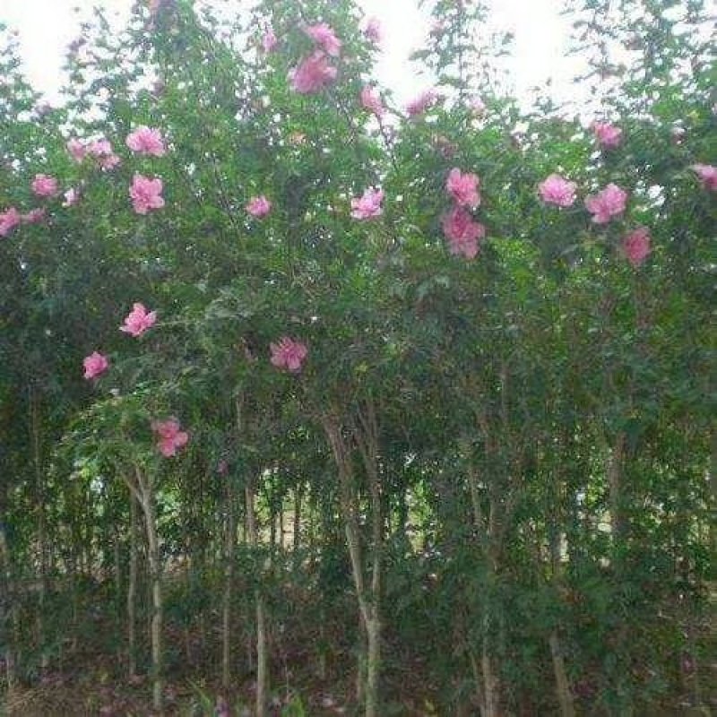 红花木槿一湖南省湘乡市