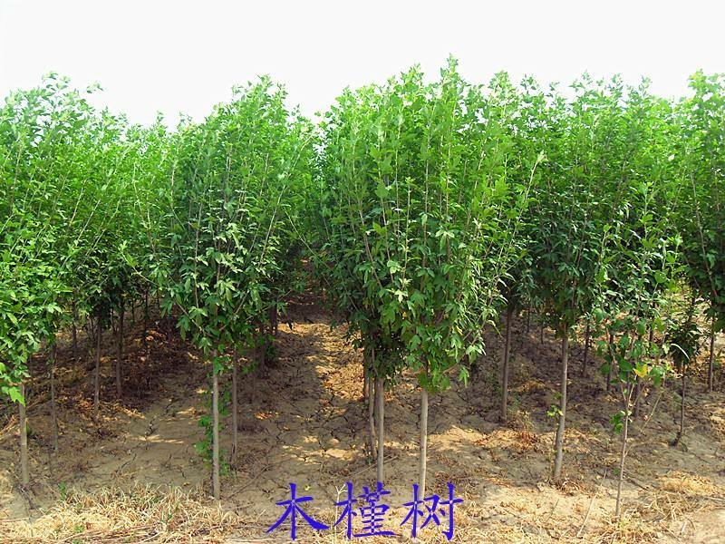 红花木槿一湖南省湘乡市