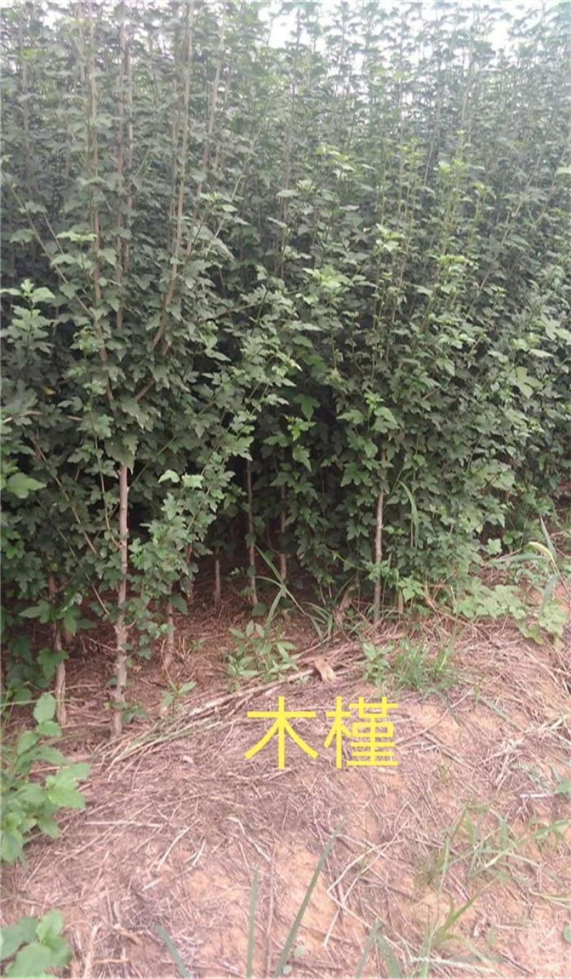 红花木槿一湖南省湘乡市