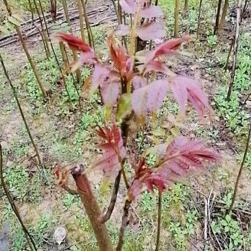 香椿树苗