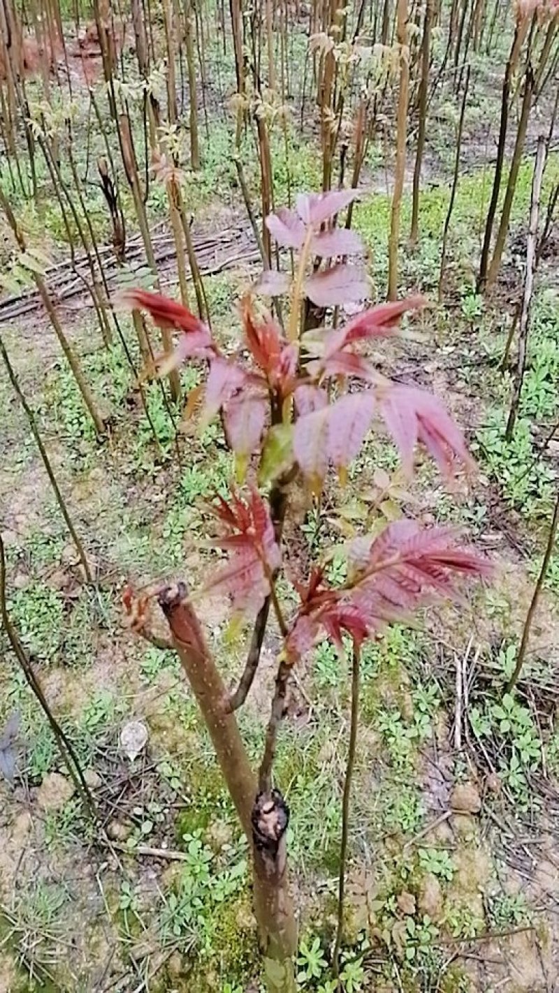 香椿树苗