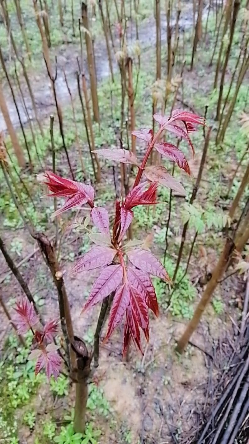 香椿树苗