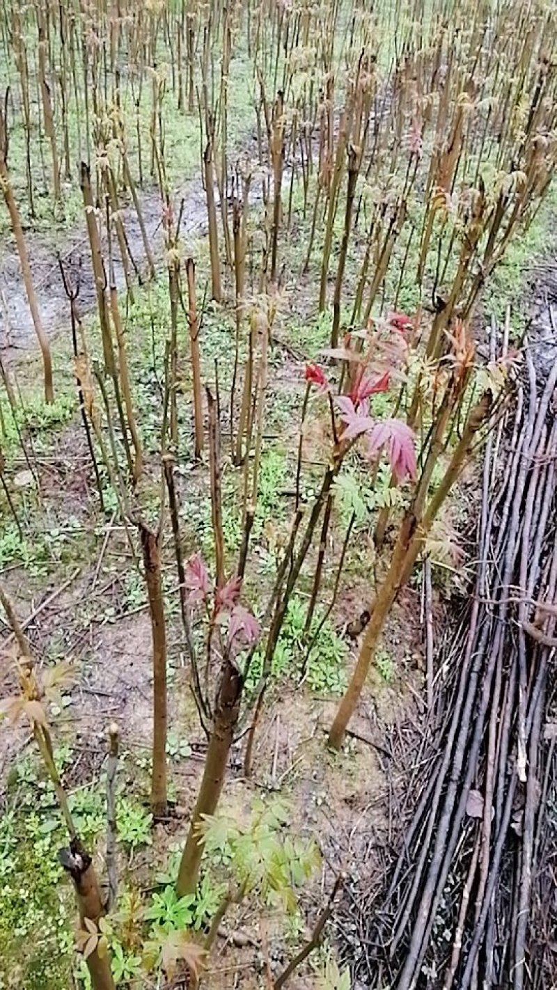香椿树苗